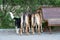 Three different dogs wandering around a public place have seen something interesting behind the bushes and are curiously watching