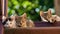 Three different kitten on a natural background. Summer shot. Selective focus