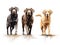 Three different Labradors on white. Generative AI