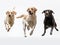 Three different Labradors on white. Generative AI