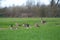 Three different pairs of geese in a green meadow, Canada Goose, Egyptian Goose, Greylag Goose