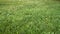 Three different views of green lawn under very strong storm wind