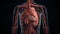 Three dimensional diagram shows human cardiovascular system anatomy generated by AI