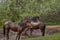 Three dirty horses standing in the mud on the road near the green field