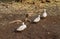 Three dirty little ducks walking in a farmyard after a swim