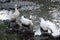 Three dirty white ducks with orange beaks and paws in an artificial pond with muddy water on a summer day at a farm yard.