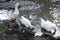 Three dirty white ducks with orange beaks and paws in an artificial pond with muddy water on a summer day at a farm yard.