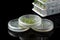 Three dishes with plants growing in vitro