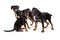 Three Doberman Crossbreed Puppies Together