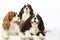 Three dog breeds Cavalier king charles spaniel