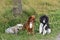 Three dog friends resting in the mmeadow