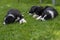 Three dog puppies lie in the meadow