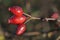 Three Dog Rose Hips