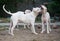 Three Dogo Argentino dogs playing outdoors at the yard