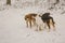 Three dogs alone in the woods in the winter. Snowing. A homeless animal. Animal protection