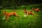 Three dogs of the Basenji breed happily running