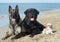 Three dogs on the beach