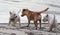 Three dogs on the beach in Sithonia