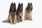 Three dogs, Belgian Shepherd Tervuren, isolated