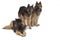 Three dogs, Belgian Shepherd Tervuren, isolated