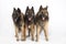 Three dogs, Belgian Shepherd Tervuren, isolated on white studio background