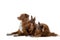 Three dogs, big and small together. Nova Scotia Duck Tolling Retriever, Russian Toy Terrier. Pet on a white