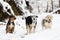 three dogs, black and brown, bodeguero and beagle, together in a snowy landscape in daylight, sunny. in a wooded landscape