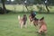 Three dogs catching ball in grass