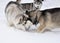 Three dogs close-up lie in the snow. Husky breed