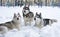 Three dogs close-up lie in the snow. Husky breed