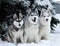 Three dogs close-up lie in the snow. Husky breed