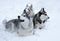 Three dogs close-up lie in the snow. Husky breed