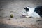 Three dogs of different breeds playing in a dog park