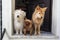 Three dogs at the doorstep