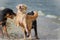 Three dogs frolic on the seashore
