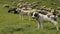 Three dogs guarding the flock of sheep