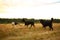 Three dogs husky and bernese mountain dog and doberman at walk on yellow meadow in sunset