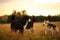 Three dogs husky and bernese mountain dog and doberman at walk on yellow meadow in sunset