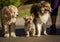 Three dogs including Yorkie,collie,and labradoodle, on leashes