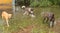 Three dogs inspecting flooding damage after a hurricane in florida