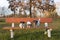 Three dogs jumping from a park bench . A small pack of Jack Russell Terrier