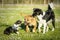 Three dogs, a mix breed one, a Boxer and a Border Collie, playing in a meadow