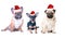 Three dogs in New Year`s caps on a white background, isolated.