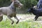 Three dogs play fighting in sand