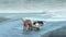 Three dogs play in small river on beach against background of ocean. Dog lies in river and enjoys cool flow of water on