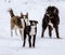 Three dogs are played on the snow in the winter