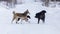 Three dogs are played on the snow in the winter