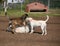 Three dogs playing