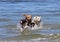 Three Dogs Playing with a Ball at the beach