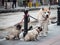 Three dogs, pure breeds, a shiba inu, also known as doge, and two pugs, standing collared in a street.